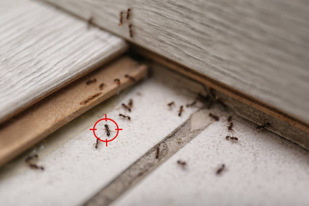 Best Affordable Pest Control Services  in Sealy, TX