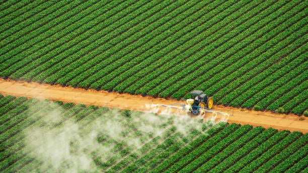 Best Pest Removal Services  in Sealy, TX
