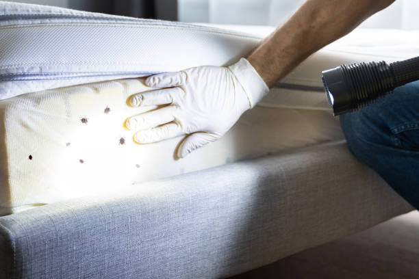 Wasp Removal Services in Sealy, TX